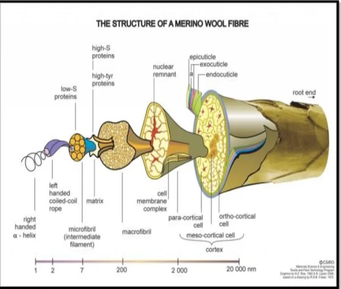 Figure 3: Sheep Wool Fiber Micro Structure  (  Leeder et al 1984). 
