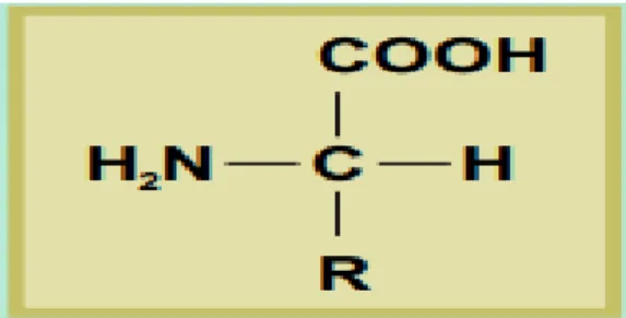 Figure 6: general structure of an amino acid (Rippon et al 2003). 