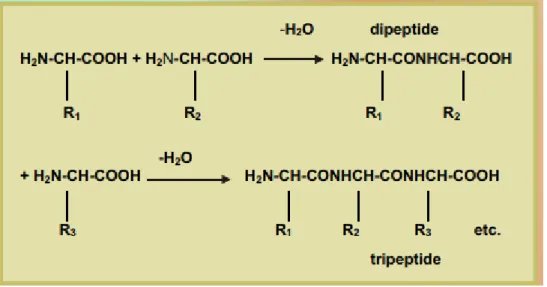 Figure 7: Formation of a polypeptide by reaction of amino acids (Rippon et al 2003). 