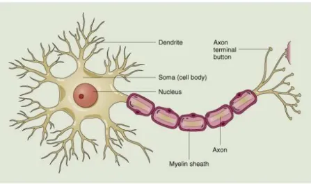 Figure 1.2: Anatomical drawing of a typical neuron. We see the respective arborization of the dendrites and of the axon.