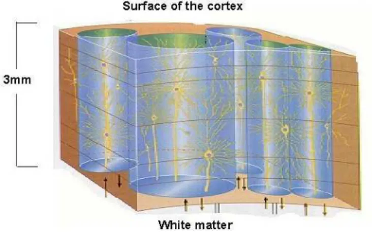 Figure 2.1: Representation of five cortical columns in the cortex. Note the subdivision in 6 layers.