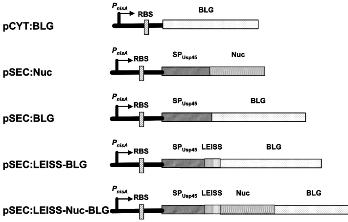 Table 2: Quantitative assays of BLG in different fractions of recombinant L. casei strains
