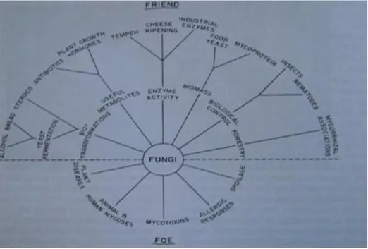Figure 2 : Résumé des activités des champignons en relation avec l'homme. 