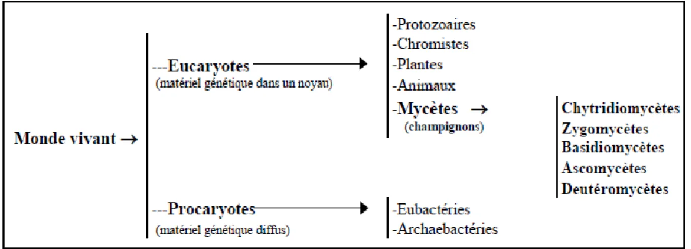 Figure 3: Classification des mycètes (champignons) d’après Blackwell et al., 1998. 