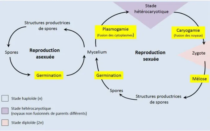 Figure 6 : Reproduction chez les champignons. 