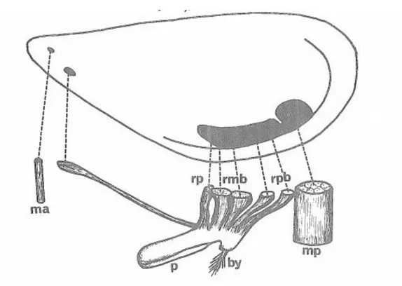Figure 7 : Disposition des insertions musculaires sur la coquille de Mytilus gulloprovincialis 