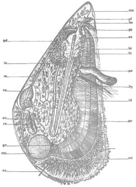 Figure 9 : Anatomie de Mytilus galloprovincialis  (Lamarck, 1819). 