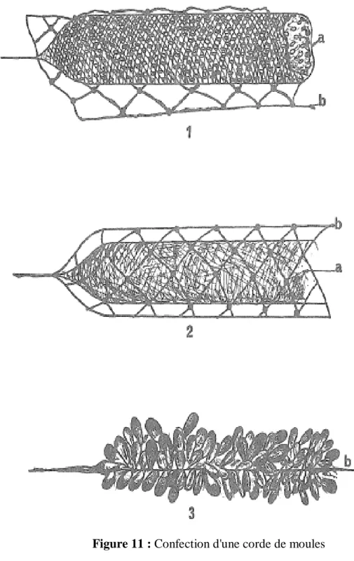 Figure 11 : Confection d'une corde de moules                       1= remplissage du boyau avec les jeunes moules 