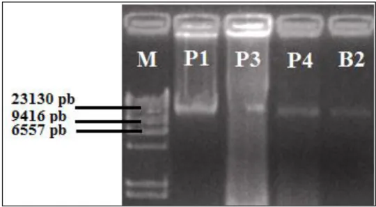 Figure 26 : Electrophorèse sur gel d’agarose  de l’ADN génomique des quatres bactéries  isolées.