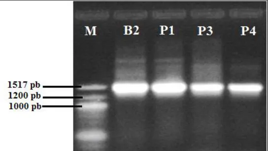 Figure 27 : L’électrophorèse sur gel d’agarose des fragments d’ADN amplifiés, codant   l’ARNr 16S des bactéries isolées B2, P1, P3 et P4