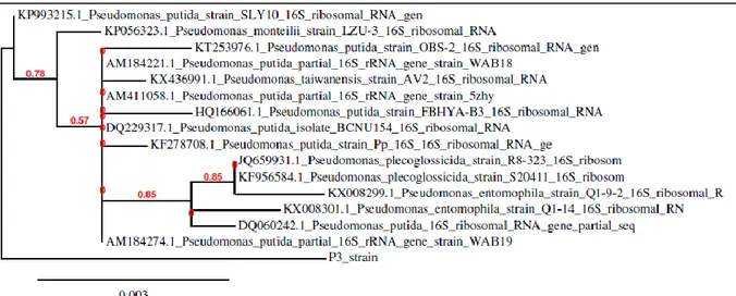 Figure 31 : Arbre phylogénétique basée sur les séquences d’ADNr 16S de la souche  Pseudomonas putida (P4) et des  espèces apparentées du BLAST database.