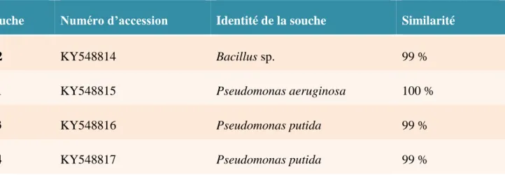 Tableau 9  : Présentation des numéros d’accession, l’identité des souches et le pourcentage de  similarité.