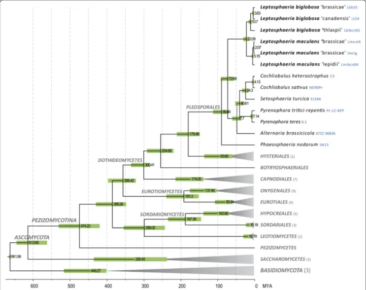Figure 1 Chronogram of major classes in Ascomycota, with a focus on Dothideomycetes. The chronogram was produced with BEAST from a data set of 19 truncated proteins