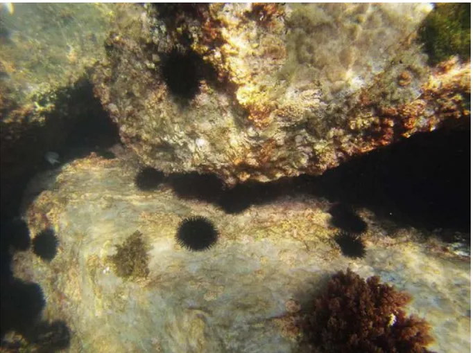 Figure 07. Arbacia lixula fixé sur un substrat tombant vertical (port de Salamandre à 5 m de  profondeur)  