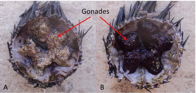 Figure 08. Disposition penta-radiaire des gonades de l’oursin noir A.lixula.  