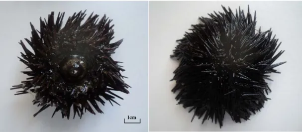 Figure 03. Photos montrant la morphologie externe de l’oursin Arbacia lixula  Gauche : face orale, droite : face aborale