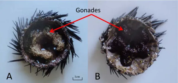 Figure 10. Disposition penta-radiaire des gonades de l’oursin noir A.lixula. 