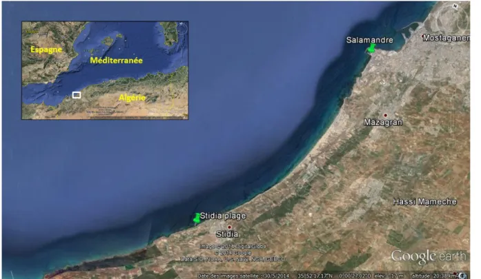 Figure  11. Localisation des sites de prélèvements (épines vertes) dans la région de Mostaganem  (Source : Google Earth, 2016 ; Modifiée).