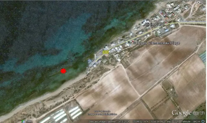Figure 14. Localisation de la zone d’échantillonnage (étoile rouge) au niveau de Stidia-plage.
