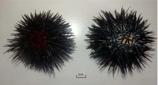 Figure 16. Liquide grenat émis par les femelles (à gauche) et blanchâtre produit par les mâles (à  droite) d’Arbacia lixula