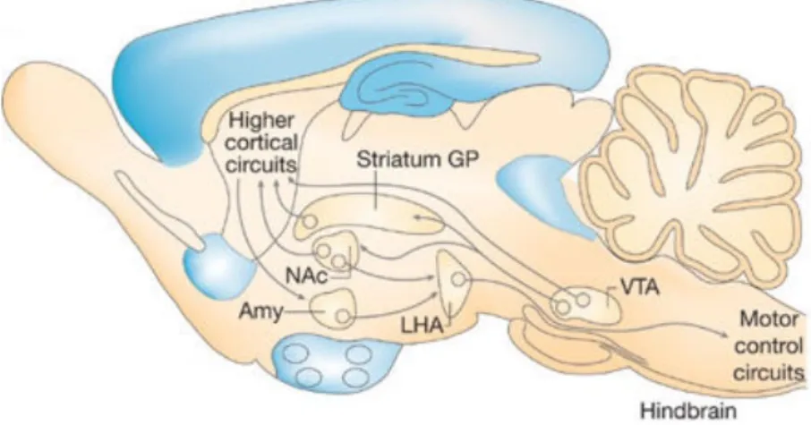 Figure 2. Modèle d'intégration des signaux liés à la récompense - Circuit cérébral de la récompense (d’après Morton et  al.,  2006)