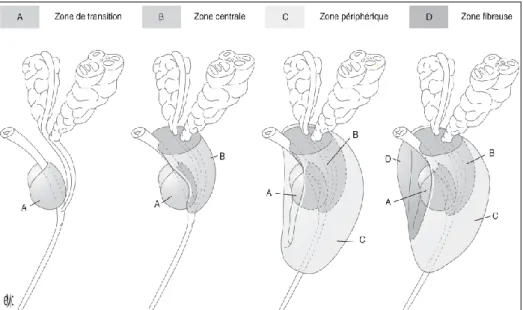 Figure 2 : Anatomie zonale de la prostate (modèle de McNeal). 