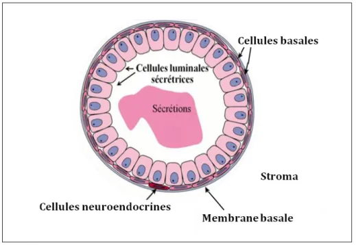 Figure 3 : Les différents types cellulaires de la prostate  (Al Nakouzi, 2011). 