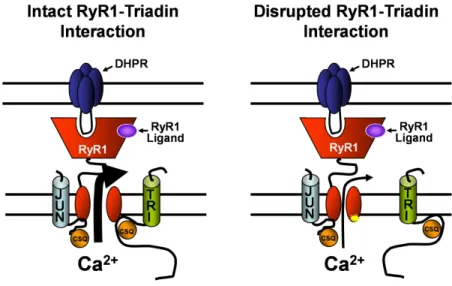 Figure 9. Proposed model for triadin regulation  of DHPR and ligand activation of RyR1