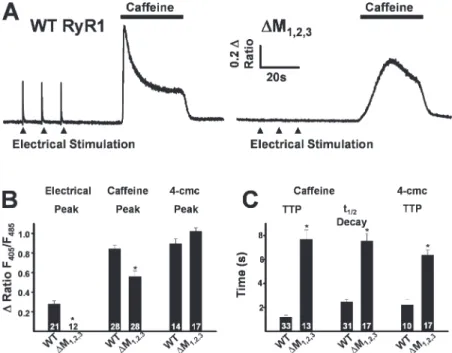 Figure 2. Effects of  ∆ M 1,2,3  on ligand-induced  Ca 2+  release. (A) Representative indo-1 ratio traces  obtained from intact dyspedic myotubes  express-ing either WT RyR1 (left) or  ∆ M 1,2,3  (right)  fol-lowing electrical stimulation (fi lled triangl