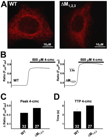 Figure 4. Subcellular localization and Ca 2+  release  function of WT RyR1 and ∆M 1,2,3  channels expressed in  HEK293 cells