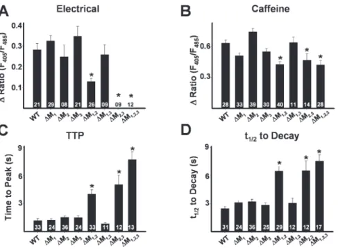 Figure 6. Effects of the terminal luminal  loop RyR1 mutants on electrically evoked  and caffeine-induced Ca 2+  release