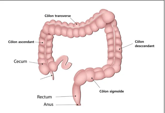 Figure 1: anatomie du colon (Gallot D., 2006). 