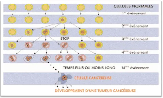 Figure 1 : La transformation d’une cellule normale en cellule cancéreuse. (www.ligue- (www.ligue-cancer.asso.fr)