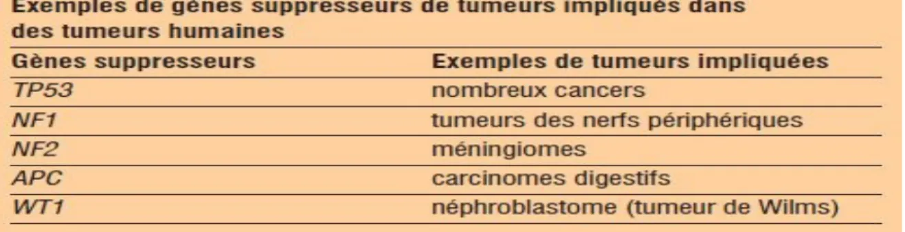Tableau 1 :  Exemples de gènes suppresseurs de tumeurs impliqués dans des tumeurs  Humaines