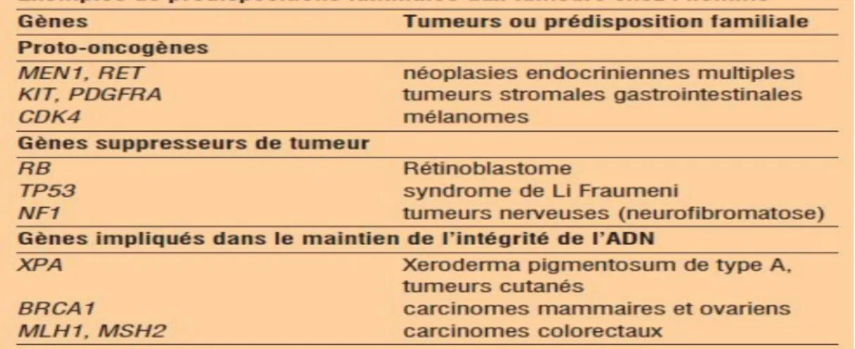 Tableau 2  :  Exemples de prédispositions familiales aux tumeurs chez l’homme. 