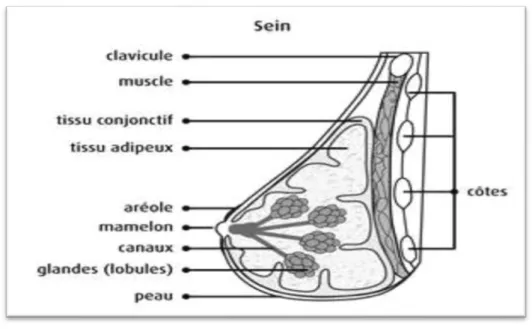 Figure 05 : Structure anatomique du sein. (Actualisation du référentiel de pratiques de 