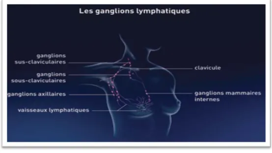 Figure 06 : Drainage lymphatique ganglionnaire du sein. (Actualisation du référentiel de  pratiques de l’EPS, 2015)