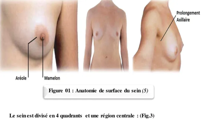 Figure  01 : Anatomie  de surface du  sein (5)  