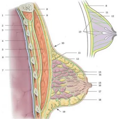 Figure  04 : coupe sagittale du sein et de la paroi  thoracique   (4) 