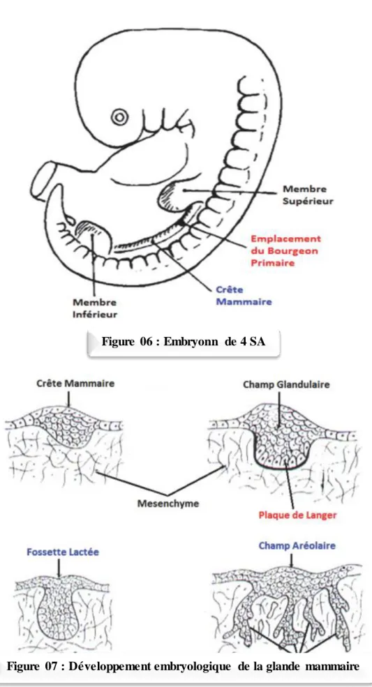 Figure  06 : Embryonn  de 4 SA  