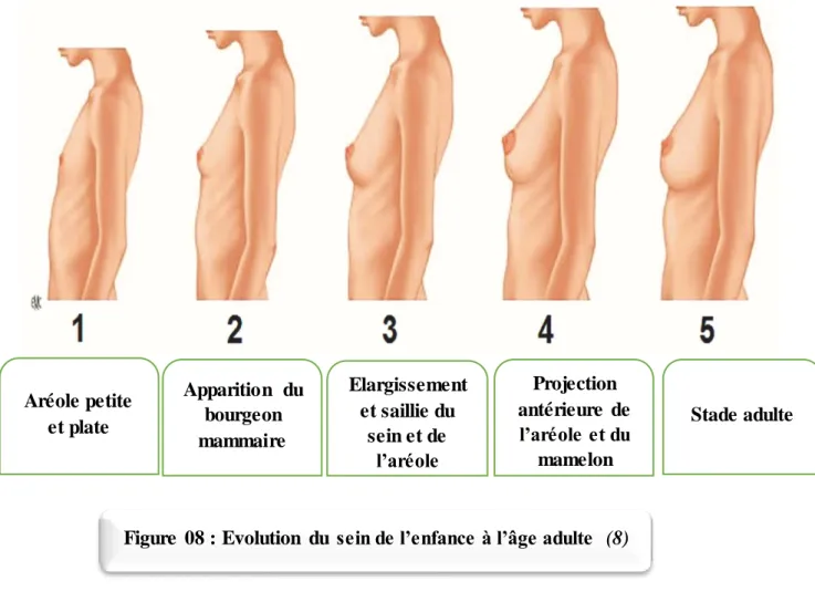 Figure  08 : Evolution  du  sein de l’enfance à l’âge adulte   (8) Aréole petite et plate Apparition  du bourgeon mammaire Elargissement et saillie du sein et de l’aréole   Projection  antérieure  de l’aréole et du mamelon     Stade adulte    