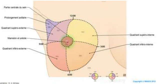 Figure 03 : Représentation des quadrants du sein, (Association essentiel, cancer  du sein ; Novembre 2012)