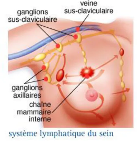 Figure 06 : Système Lymphatique, (Association essentiel, cancer du sein, sein ;  Novembre 2012)