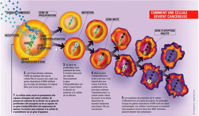 Figure 07 : Mécanisme de la cancérogénèse (louise et jules, 2010) 