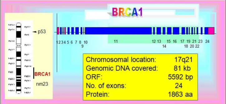 Figure 10 : Structure et Emplacement du gène BRCA1 sur le chromosome  17, (Clark et al