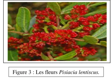 Figure 3 : Les fleurs Pisiacia lentiscus. 