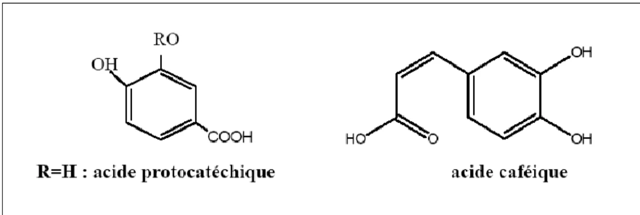 Figure 1 : Formules l’acideprotocatéchique et de l’acide caféique[25] 