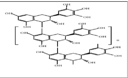Figure 4 : Structure d’un tannin condensé: polymère de proanthocyanidine[33] 