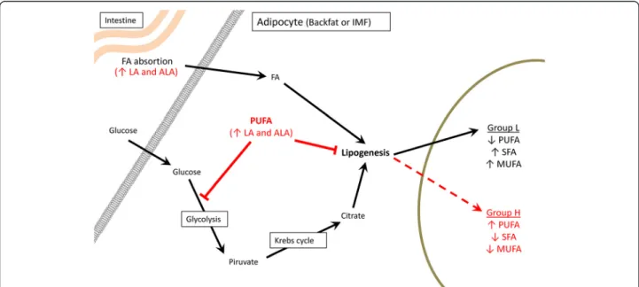 Figure 4 Diagram representing the hypothetical causes of the differences in intramuscular and backfat FA composition