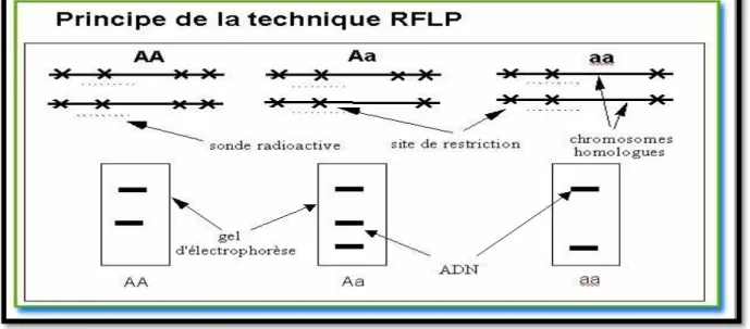 Figure  №  08:Principe général de la PCR-RFLP (Verscheure et al., 2002). 